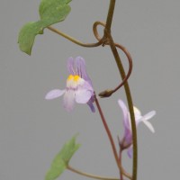 Ivy-leaved Toadflax